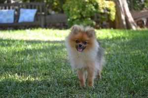Picture of Bubu